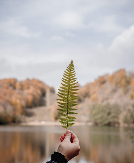 leaf leaf